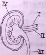 mammalian kidney