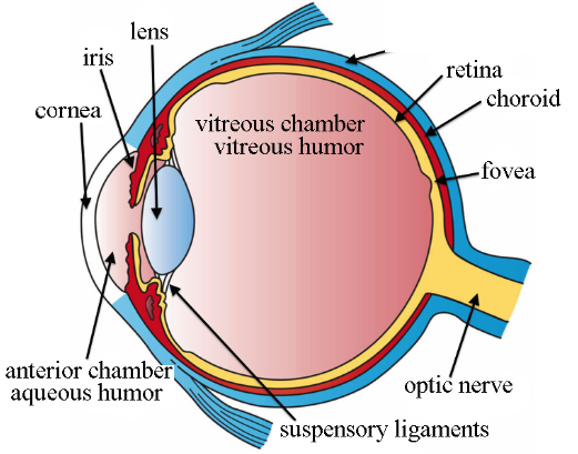 human eyes