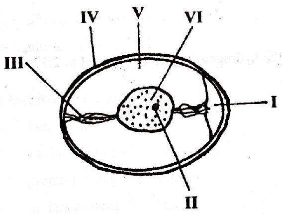 structure of egg