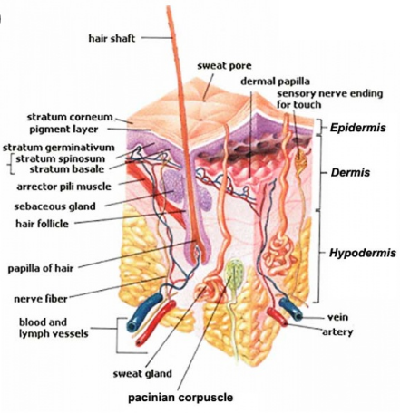 mammalian skin