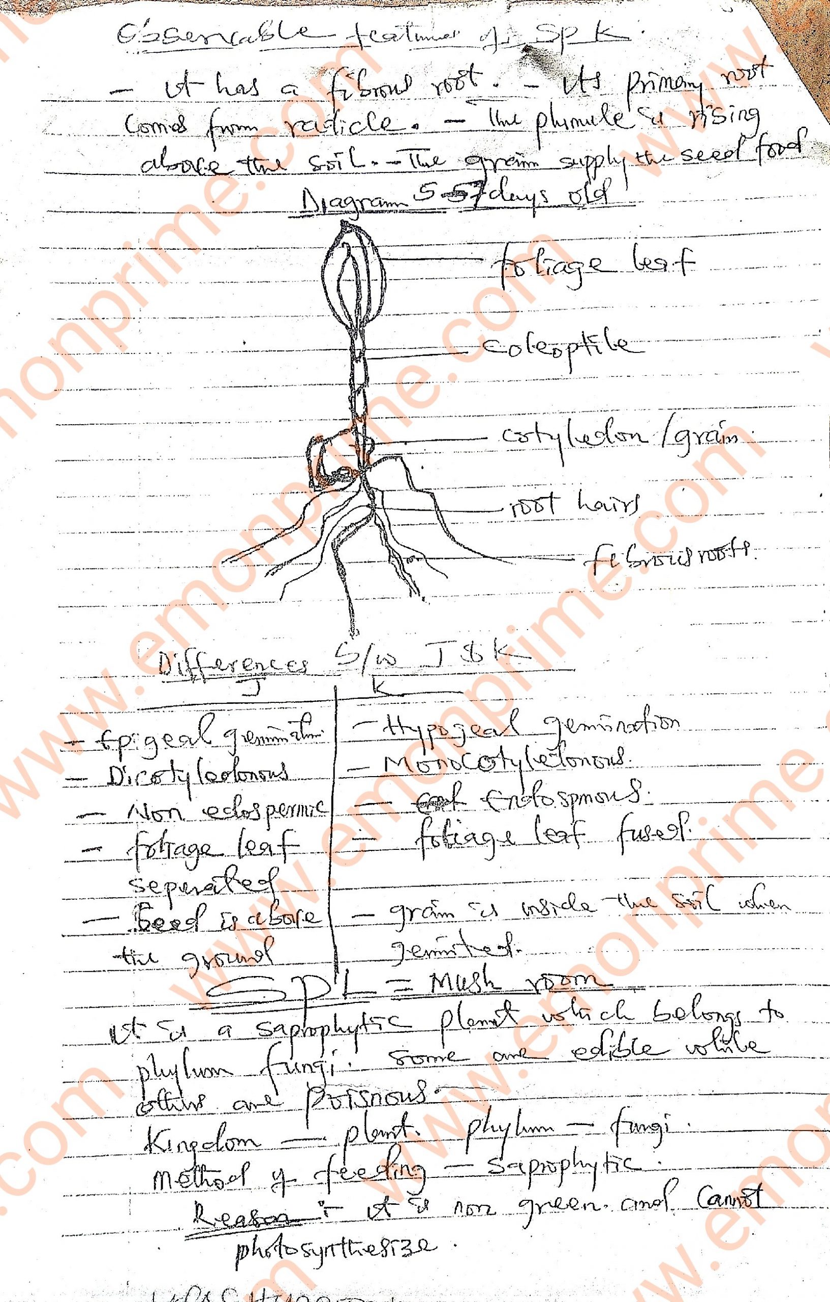 NECO Biology Practical Specimen, Questions And Answers 2023/2024