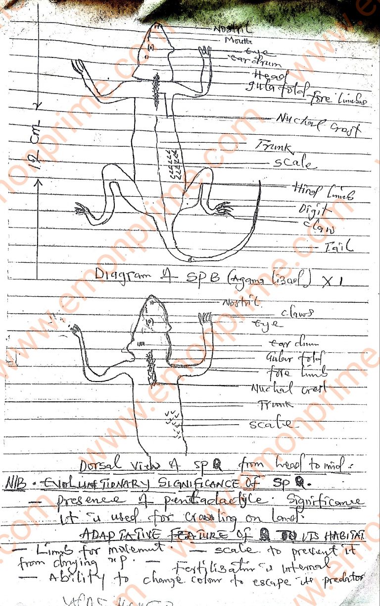 neco biology essay answer 2023