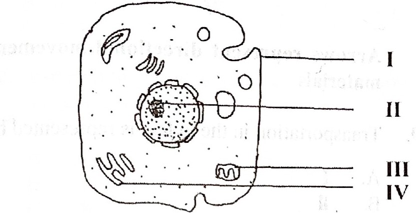 cell diagram