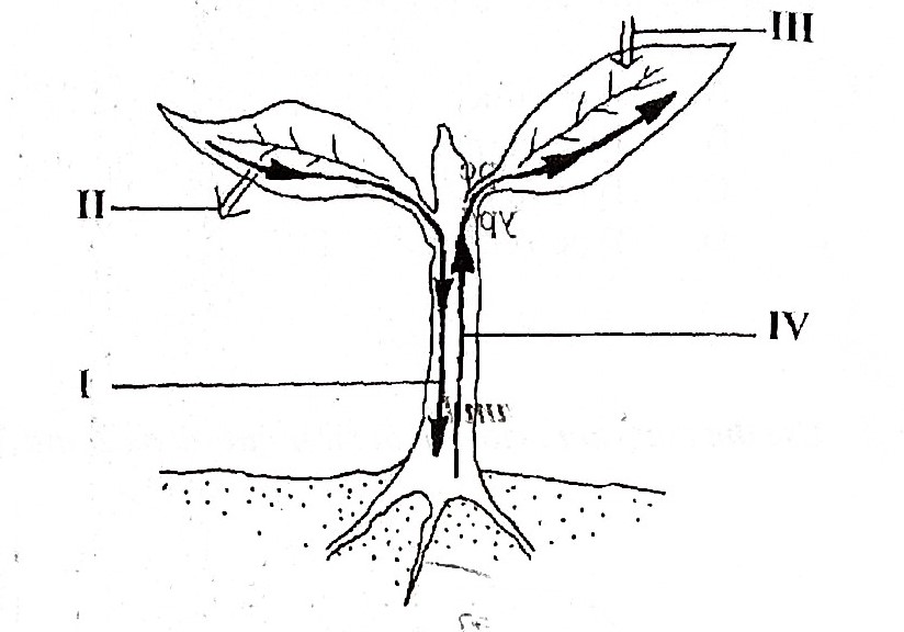 diagram showing transportation in plant