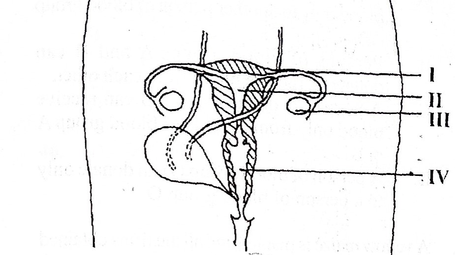 female reproductive system